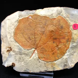 Genuine Paleocene Age Leaf Fossil for Sale from Glendive Montana #54