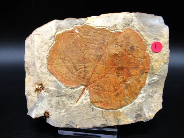 Genuine Paleocene Age Leaf Fossil for Sale from Glendive Montana #54