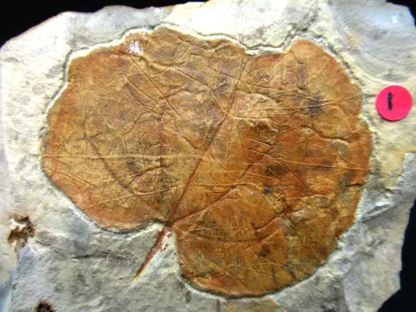 Genuine Paleocene Age Leaf Fossil for Sale from Glendive Montana #54a