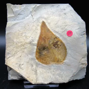 Genuine Paleocene Age Leaf Fossil for Sale from Glendive Montana #56