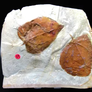 Genuine Paleocene Age Leaf Fossil for Sale from Glendive Montana #58