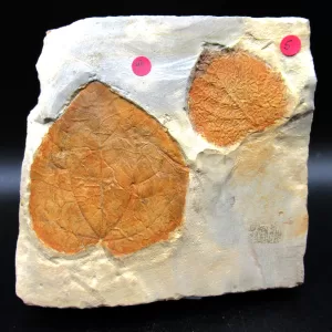 Genuine Paleocene Age Leaf Fossil for Sale from Glendive Montana #59