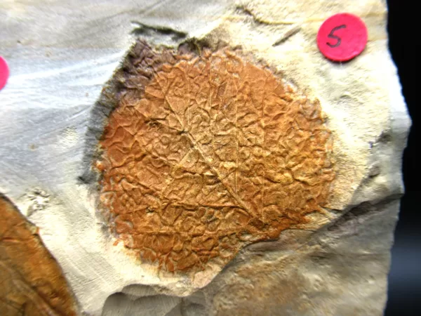 Genuine Paleocene Age Leaf Fossil for Sale from Glendive Montana #59a