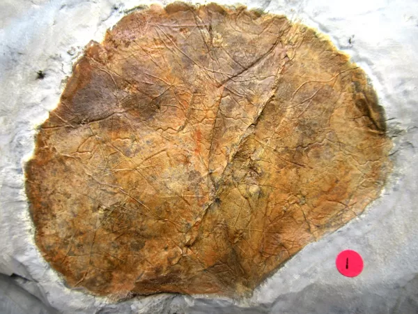 Genuine Paleocene Age Leaf Fossil for Sale from Glendive Montana #60a