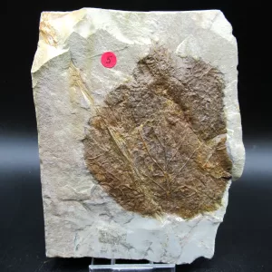 Genuine Paleocene Age Leaf Fossil for Sale from Glendive Montana #61