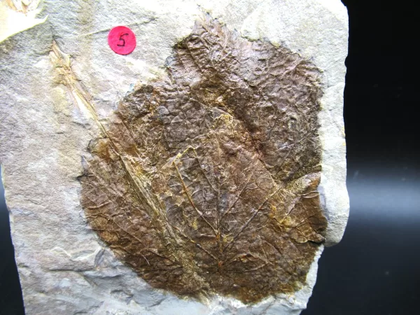 Genuine Paleocene Age Leaf Fossil for Sale from Glendive Montana #61b