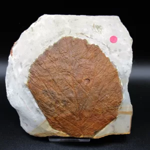 Genuine Paleocene Age Leaf Fossil for Sale from Glendive Montana #62