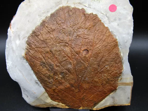 Genuine Paleocene Age Leaf Fossil for Sale from Glendive Montana #62a