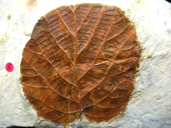 Genuine Paleocene Age Leaf Fossil for Sale from Glendive Montana #63a