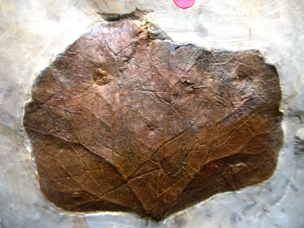 Genuine Paleocene Age Leaf Fossil for Sale from Glendive Montana #66a