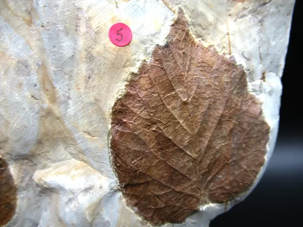 Genuine Paleocene Age Leaf Fossil for Sale from Glendive Montana #66b