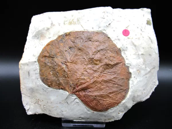 Genuine Paleocene Age Leaf Fossil for Sale from Glendive Montana #68