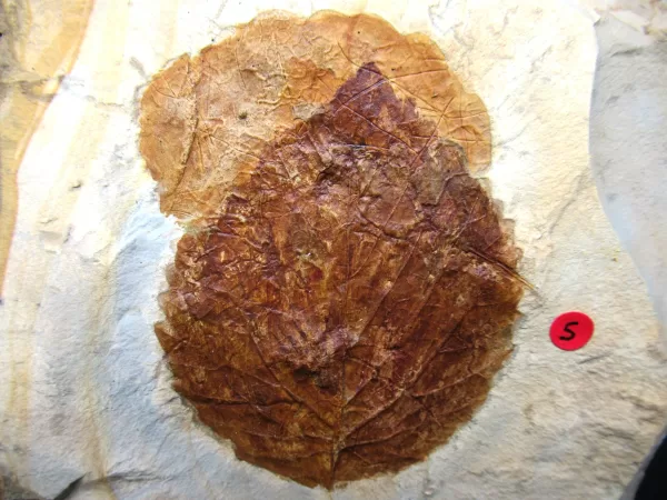 Genuine Paleocene Age Leaf Fossil for Sale from Glendive Montana #69a