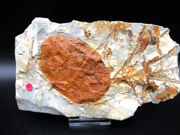 Genuine Paleocene Age Leaf Fossil for Sale from Glendive Montana #72