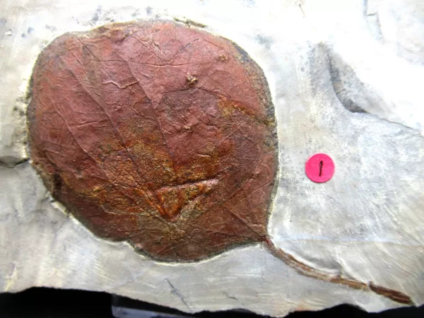 Genuine Paleocene Age Leaf Fossil for Sale from Glendive Montana #73a