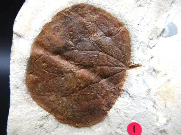 Genuine Paleocene Age Leaf Fossil for Sale from Glendive Montana #74a