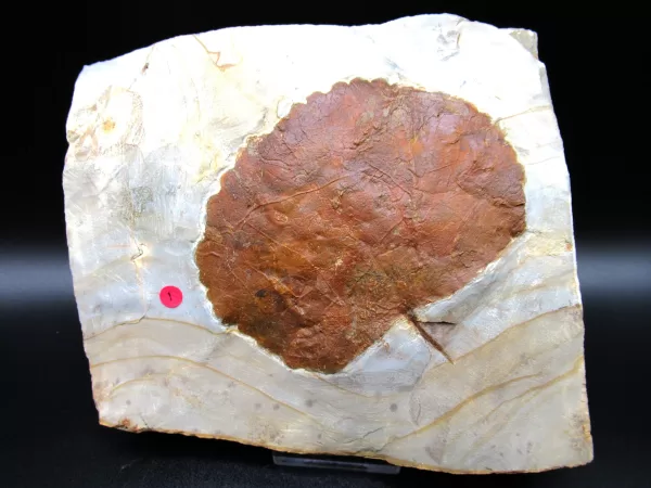 Genuine Paleocene Age Leaf Fossil for Sale from Glendive Montana #75