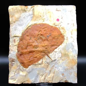 Genuine Paleocene Age Leaf Fossil for Sale from Glendive Montana #76