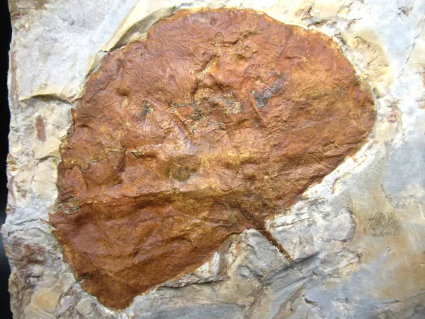 Genuine Paleocene Age Leaf Fossil for Sale from Glendive Montana #76a