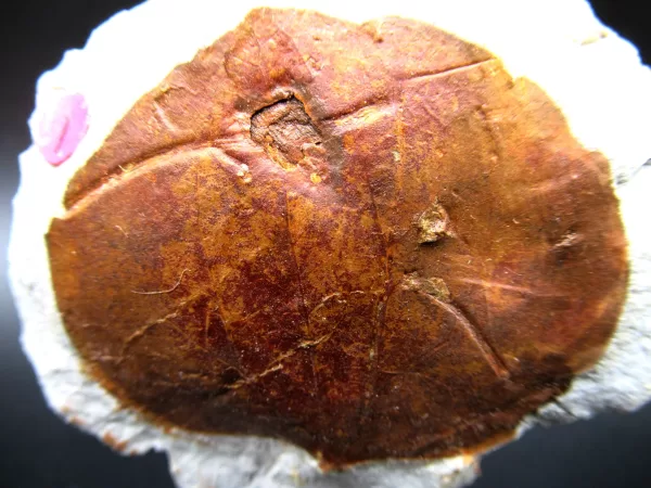 Genuine Paleocene Age Leaf Fossil for Sale from Glendive Montana #78a