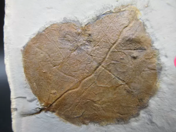 Genuine Paleocene Age Leaf Fossil for Sale from Glendive Montana #79a