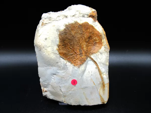 Genuine Paleocene Age Leaf Fossil for Sale from Glendive Montana #80