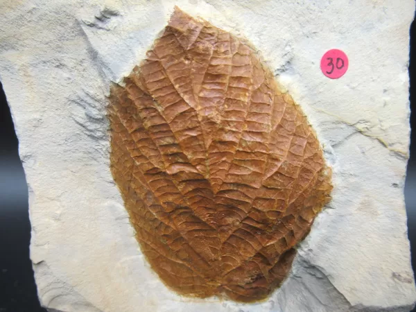 Genuine Paleocene Age Leaf Fossil for Sale from Glendive Montana #81a