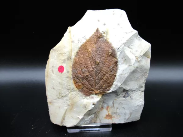 Genuine Paleocene Age Leaf Fossil for Sale from Glendive Montana #82