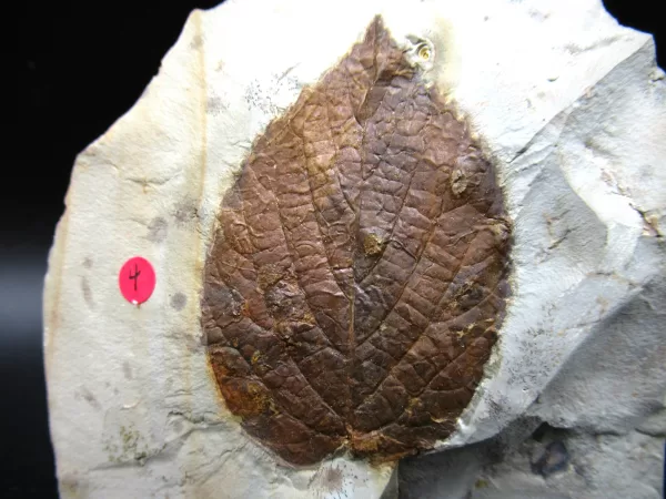 Genuine Paleocene Age Leaf Fossil for Sale from Glendive Montana #82a