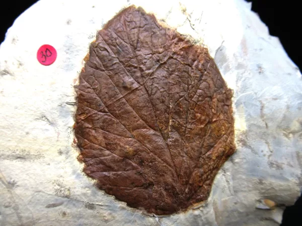 Genuine Paleocene Age Leaf Fossil for Sale from Glendive Montana #83a