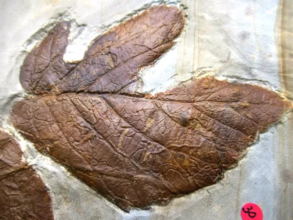 Genuine Paleocene Age Leaf Fossil for Sale from Glendive Montana #84b