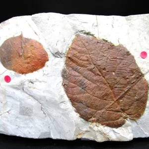 Genuine Paleocene Age Leaf Fossil for Sale from Glendive Montana #85