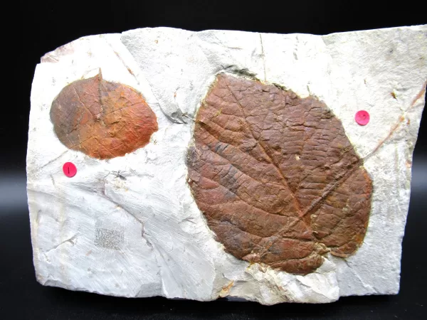 Genuine Paleocene Age Leaf Fossil for Sale from Glendive Montana #85