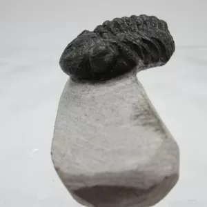 Genuine Devonian Gerastos Trilobite For Sale from Morocco 10