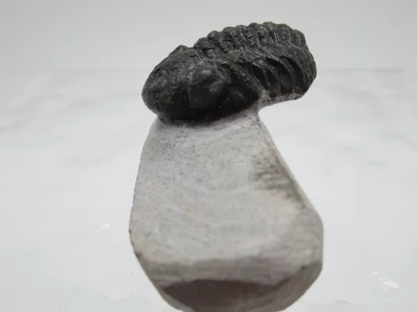 Genuine Devonian Gerastos Trilobite For Sale from Morocco 10