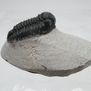 Genuine Devonian Gerastos Trilobite For Sale from Morocco 13