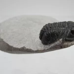 Genuine Devonian Gerastos Trilobite For Sale from Morocco 14