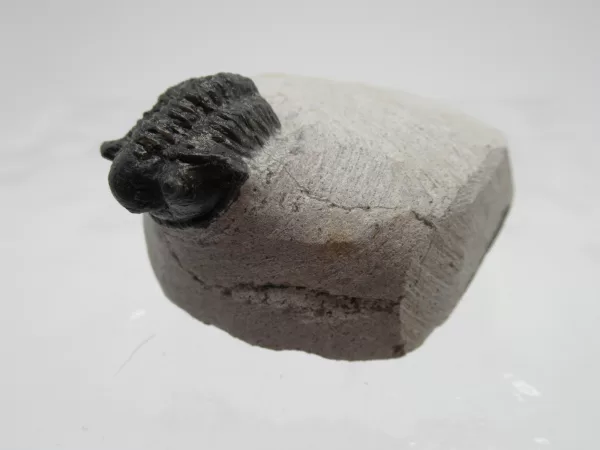 Genuine Devonian Gerastos Trilobite For Sale from Morocco 21