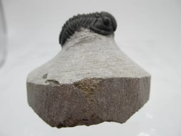 Genuine Devonian Gerastos Trilobite For Sale from Morocco 22