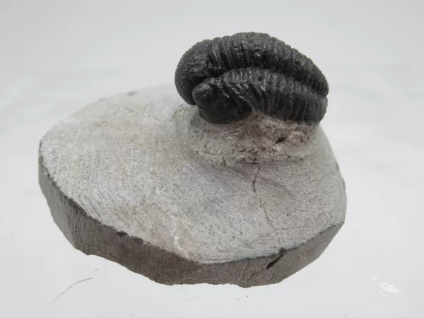 Genuine Devonian Gerastos Trilobite For Sale from Morocco 24