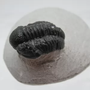 Genuine Devonian Gerastos Trilobite For Sale from Morocco 3