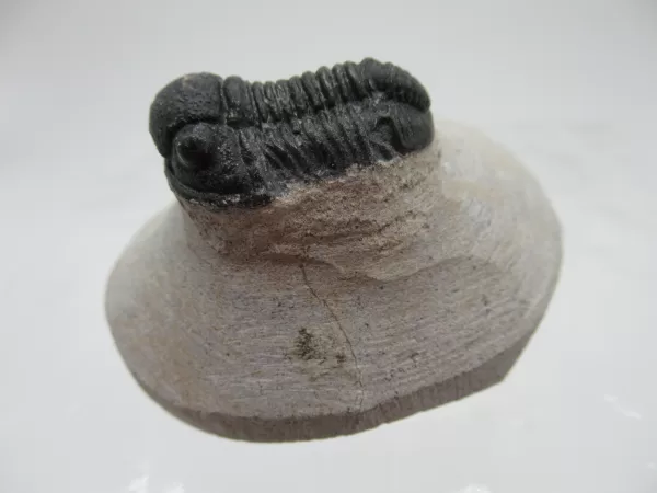 Genuine Devonian Gerastos Trilobite For Sale from Morocco 4