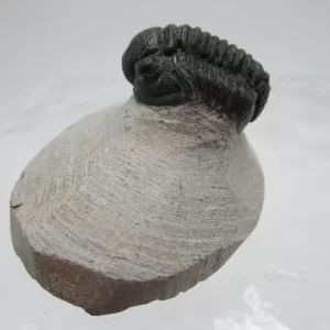 Genuine Devonian Gerastos Trilobite For Sale from Morocco 6