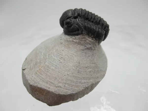 Genuine Devonian Gerastos Trilobite For Sale from Morocco 6