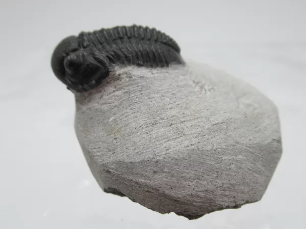 Genuine Devonian Gerastos Trilobite For Sale from Morocco 9