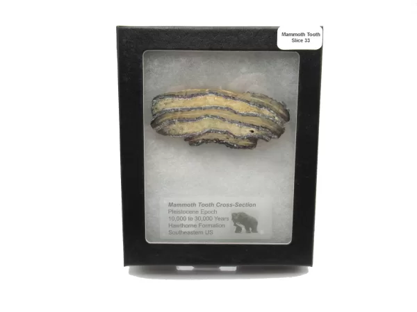 Genuine Pleistocene Mammoth Tooth Slice for Sale from South Carolina #33