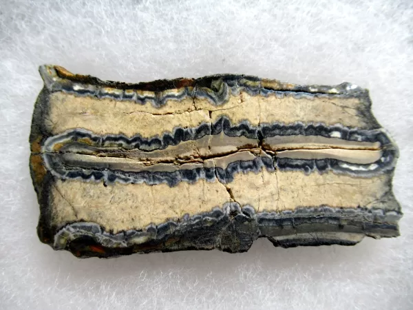 Genuine Pleistocene Mammoth Tooth Slice for Sale from South Carolina #34a