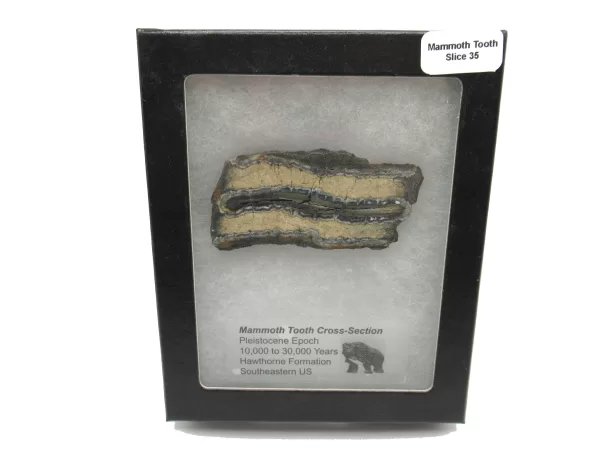 Genuine Pleistocene Mammoth Tooth Slice for Sale from South Carolina #35