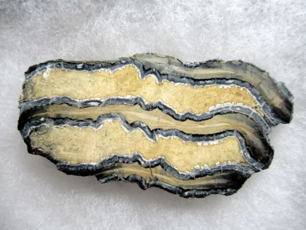 Genuine Pleistocene Mammoth Tooth Slice for Sale from South Carolina #40a