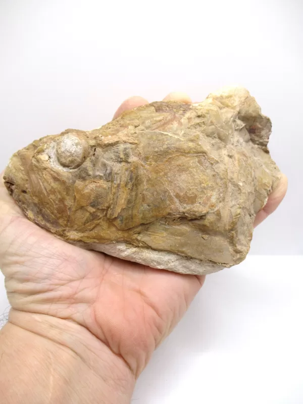 Genuine Cretaceous Age Goulmimichthys Fish Skull Fossils for Sale from Morocco #1e